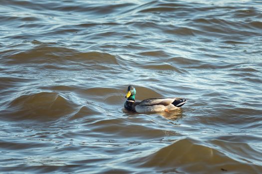 ducks swimming along the river in the wild