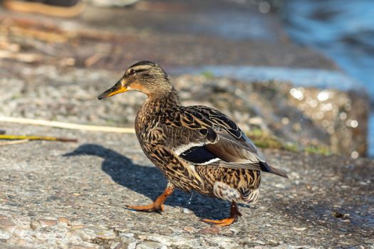 A brown duck stands along the shore on the ground.