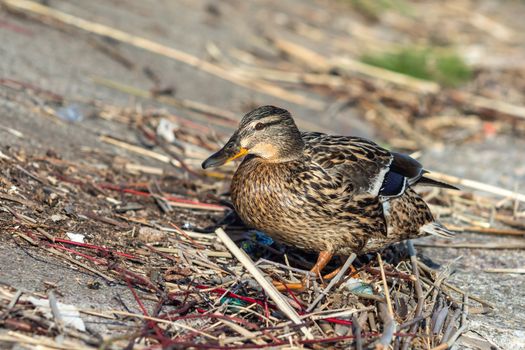 A brown duck stands along the shore on the ground.