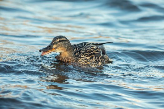 ducks swimming along the river in the wild