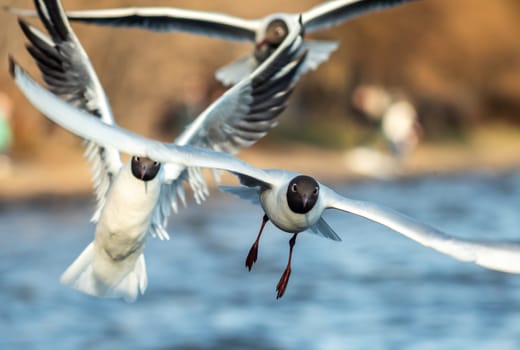 A black and white gull is flying over the cityscape.