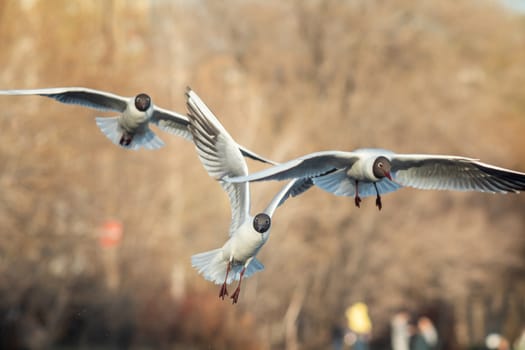 A black and white gull is flying over the cityscape.