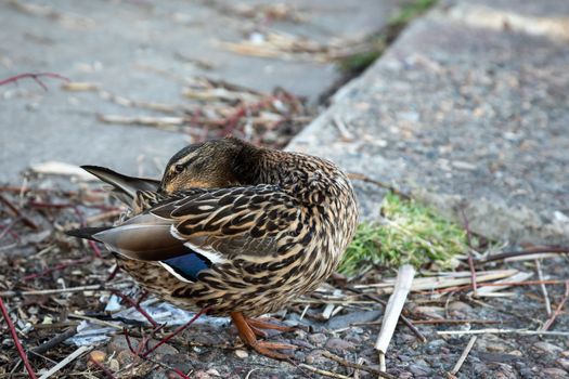 A brown duck stands along the shore on the ground.