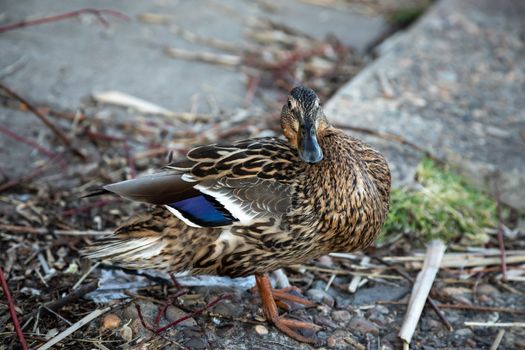 A brown duck stands along the shore on the ground.