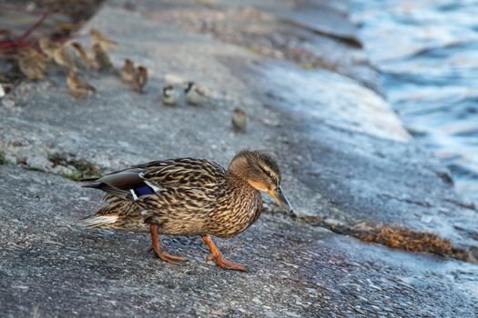 A brown duck stands along the shore on the ground.