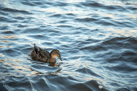 ducks swimming along the river in the wild