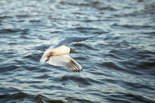 The waterfowl seagull flies and the water surface sits down.