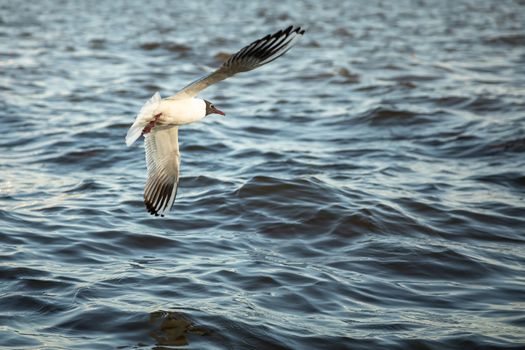 The waterfowl seagull flies and the water surface sits down.