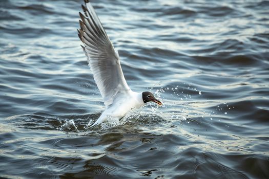 The waterfowl seagull flies and the water surface sits down.