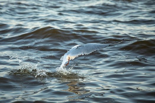 The waterfowl seagull flies and the water surface sits down.