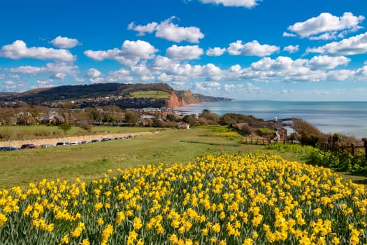 England
Devon
Sidmouth
31 March, 2016
Beautiful springtime view of this popular seaside town showing daffodils in the foreground and the red cliffs of the area behind.