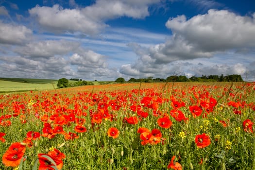 Blandford Forum

Dorset

England

July 4, 2017

Field of red poppies under a dramatic sky