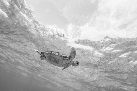 Sea turtle swimming freely in the blue ocean. Hawksbill sea turtle, Eretmochelys imbricata is endangered species. Black and white image.