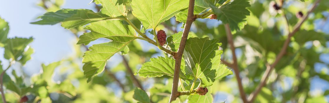 Panorama close-up view of sweet black mulberry morus nigra growing on tree branches near Dallas, Texas, America. Mulberries fruits ready to pickup in May harvest season