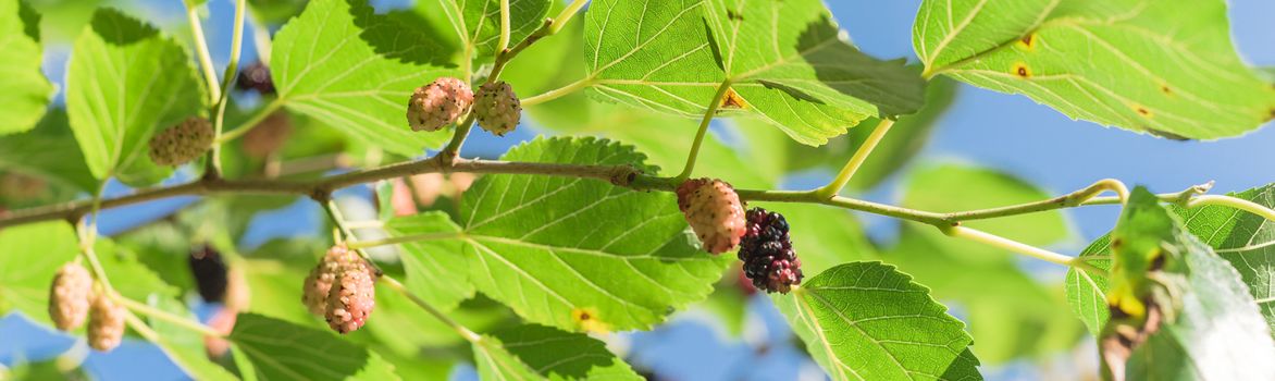 Panorama close-up view of sweet black mulberry morus nigra growing on tree branches near Dallas, Texas, America. Mulberries fruits ready to pickup in May harvest season