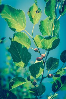 Vintage tone close-up view of sweet black mulberry morus nigra growing on tree branches near Dallas, Texas, America. Mulberries fruits ready to pickup in May harvest season