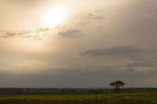 Tree alone behind a field of soy in bloom and cloudy sky near Pons in Catalunya