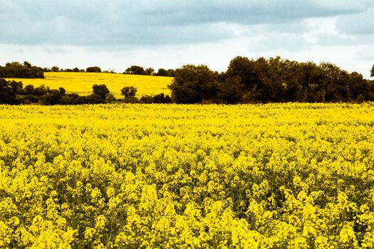 Yellow field of blossomed soy with cloudy sky and trees at the background