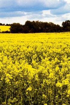 Yellow field of blossomed soy with cloudy sky and trees at the background