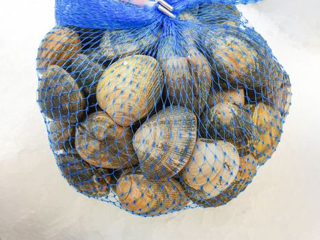 fresh raw quahog in the bag on ice,close up.