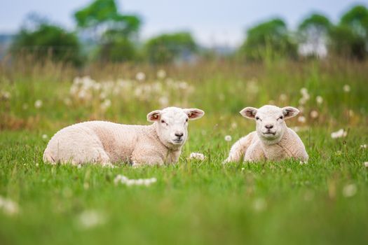 Texel ewe, newborn twin lambs in lush green meadow in Spring Time.Texel is a breed of sheep.