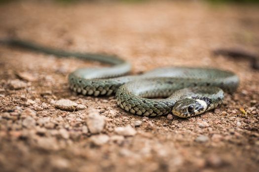 Masculine reptile or grass snake