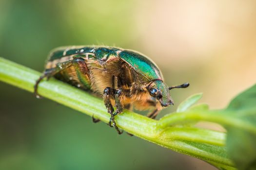 Cetonia aurata, called the rose chafer or the green rose chafer.