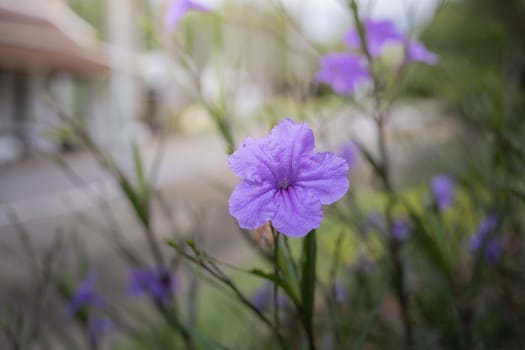 The background image of the colorful flowers, background nature