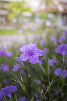 The background image of the colorful flowers, background nature