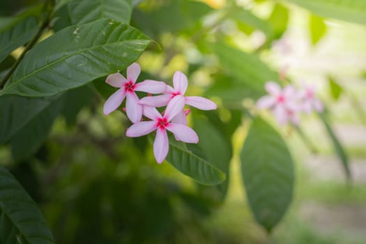 The background image of the colorful flowers, background nature