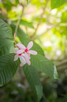 The background image of the colorful flowers, background nature