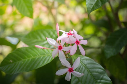 The background image of the colorful flowers, background nature