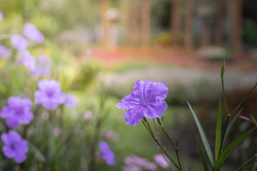 The background image of the colorful flowers, background nature