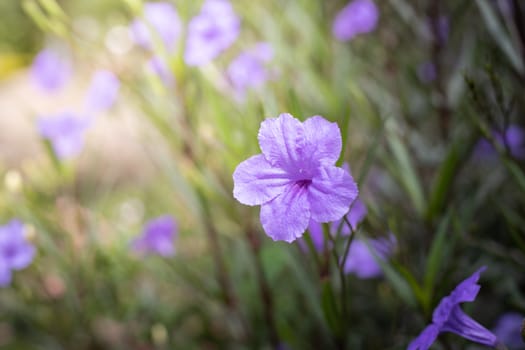 The background image of the colorful flowers, background nature