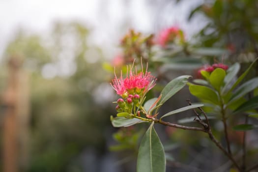 The background image of the colorful flowers, background nature