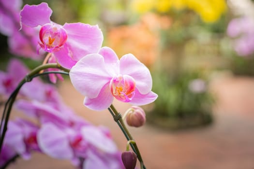 The background image of the colorful flowers, background nature