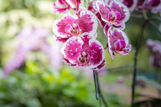 The background image of the colorful flowers, background nature