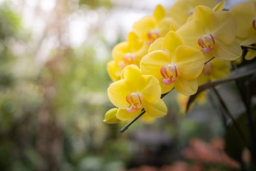 The background image of the colorful flowers, background nature