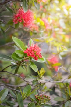 The background image of the colorful flowers, background nature