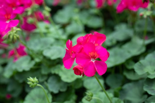 The background image of the colorful flowers, background nature