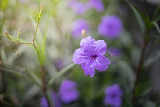 The background image of the colorful flowers, background nature