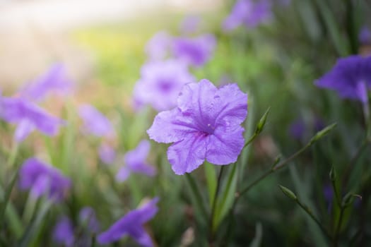 The background image of the colorful flowers, background nature