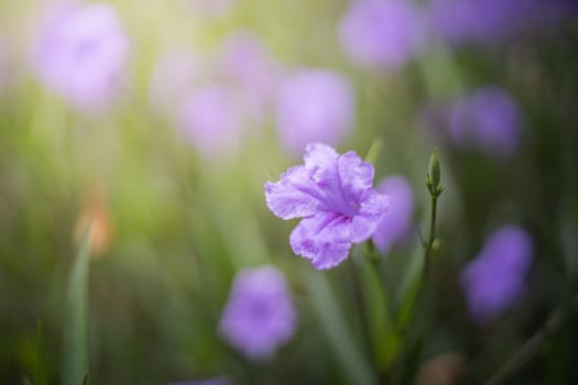 The background image of the colorful flowers, background nature