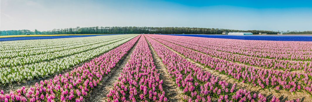 Panorama of a hyacinth field under a blue sky in Nordwikerhout, Netherlands