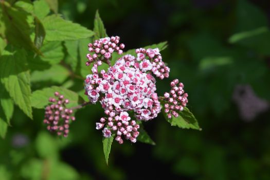 Pink Japanese spirea Sparkling Champagne flowers - Latin name - Spiraea japonica Sparkling Champagne