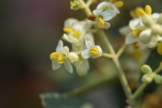 Common olive - Latin name - Olea europaea