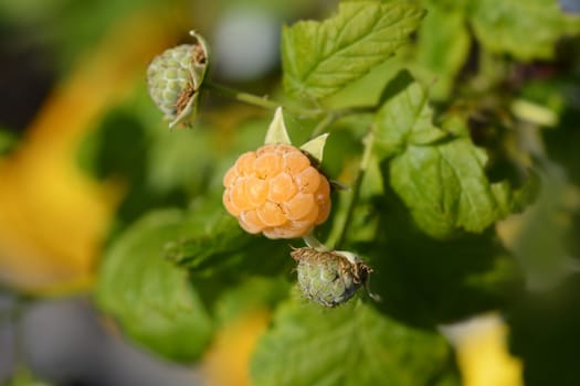 Raspberry Fallgold - Latin name - Rubus idaeus Fallgold