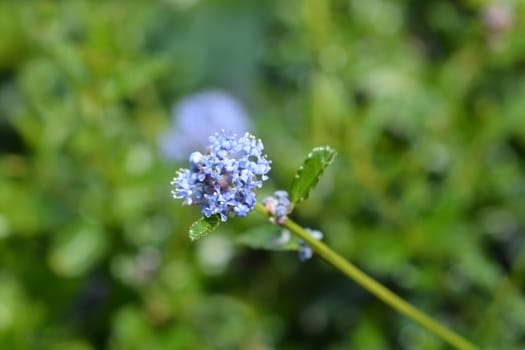 Creeping blue blossom - Latin name - Ceanothus thyrsiflorus var. repens