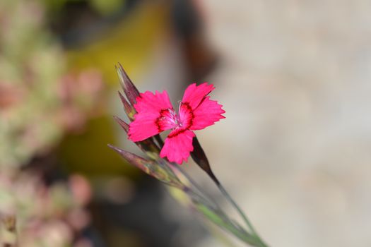 Maiden pink Splendens - Latin name - Dianthus deltoides Splendens