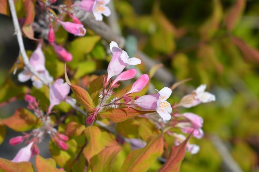 Beauty bush - Latin name - Kolkwitzia amabilis